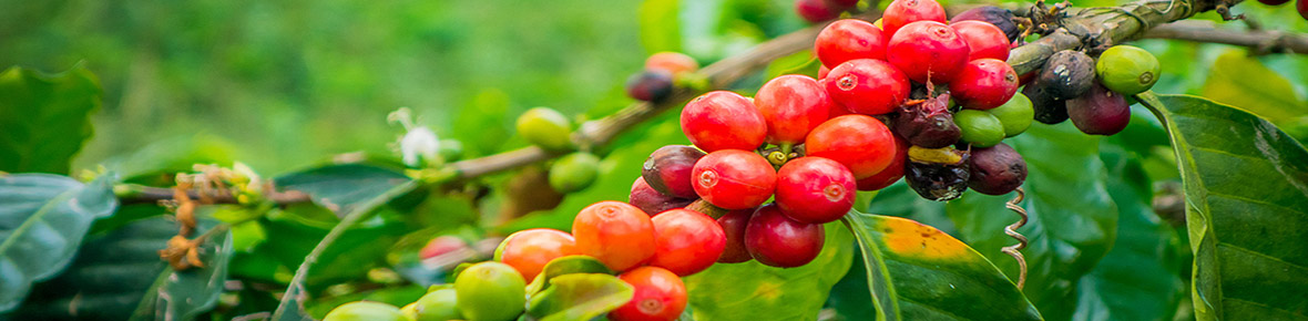 Kolumbien Kaffeeplantagen